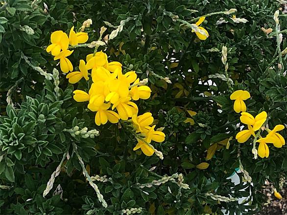 エニシダとは 動植物の人気 最新記事を集めました はてな