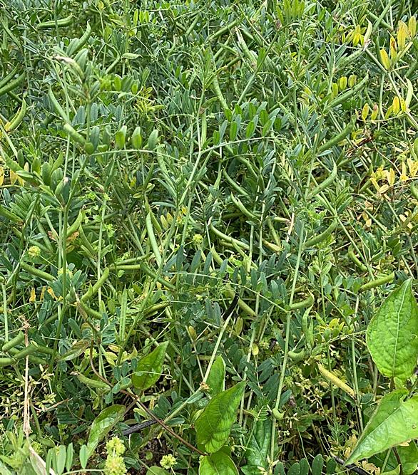 カラスノエンドウとは 動植物の人気 最新記事を集めました はてな