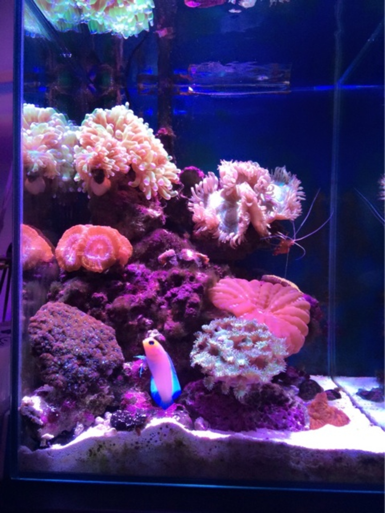 海水アクアリウム 小型水槽でLPSサンゴを飼育するための水流 - 千日 