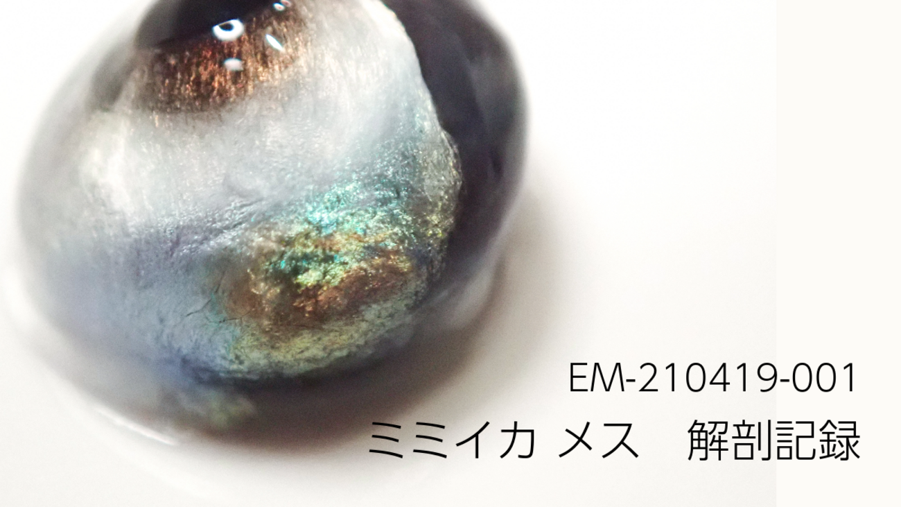 backend=imagemagick;version=1;