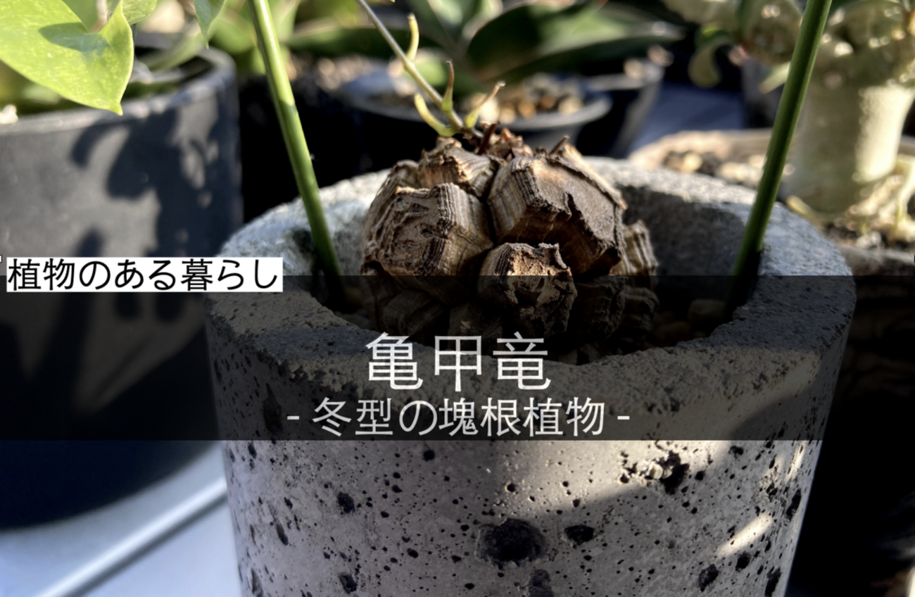 亀甲竜 現地球 新芽展開中 成長点あり 冬型　塊根植物　コーデックス　④ 亀甲竜】亀の甲羅のような割れ目が特徴的な冬型の植物 - ガミログ