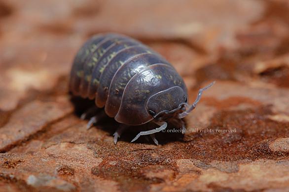 オカダンゴムシとは 動植物の人気 最新記事を集めました はてな