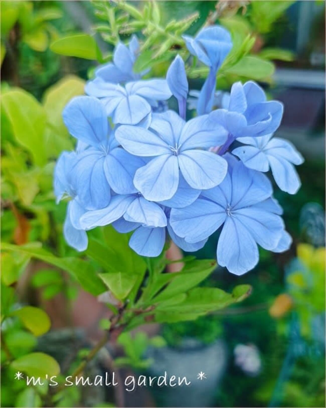 手間無し宿根草☆七月の今咲いている花 - *m's small garden*