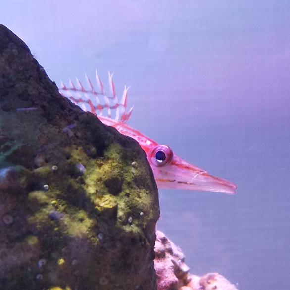 海水魚とは 動植物の人気 最新記事を集めました はてな