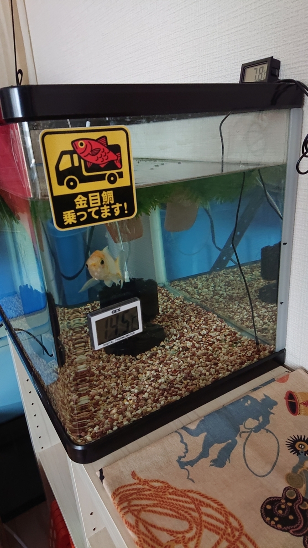 真冬の金魚水槽に足し水をする - すくい金魚