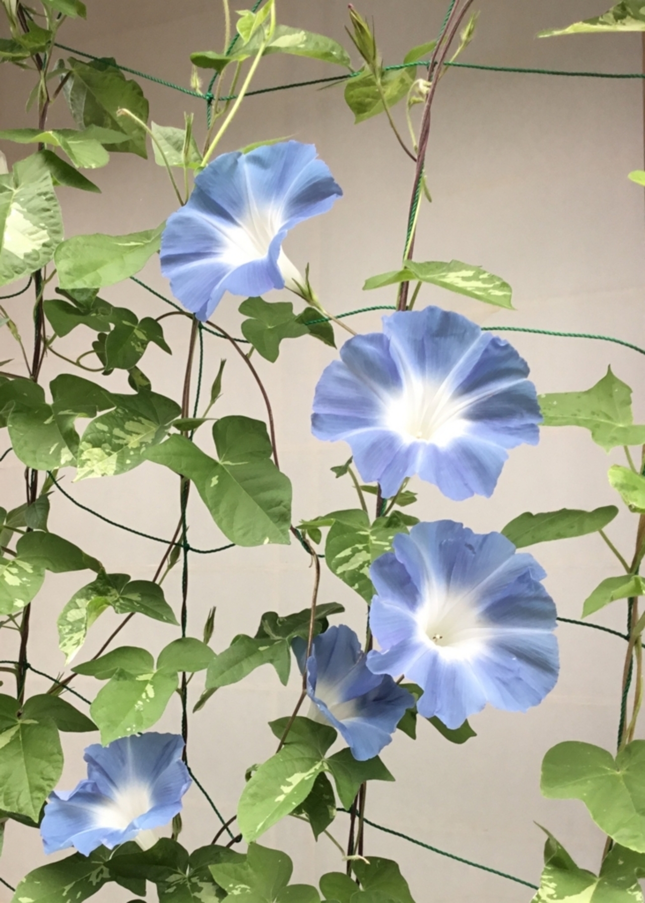 2-121 愛すべき花たち〜2017年朝顔の花全盛期〜 - 何気ない日々の生活 