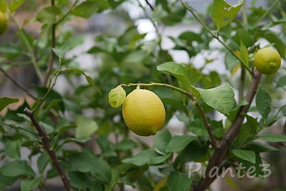 かいよう病とは 動植物の人気 最新記事を集めました はてな