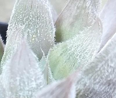 花芽とは 動植物の人気 最新記事を集めました はてな