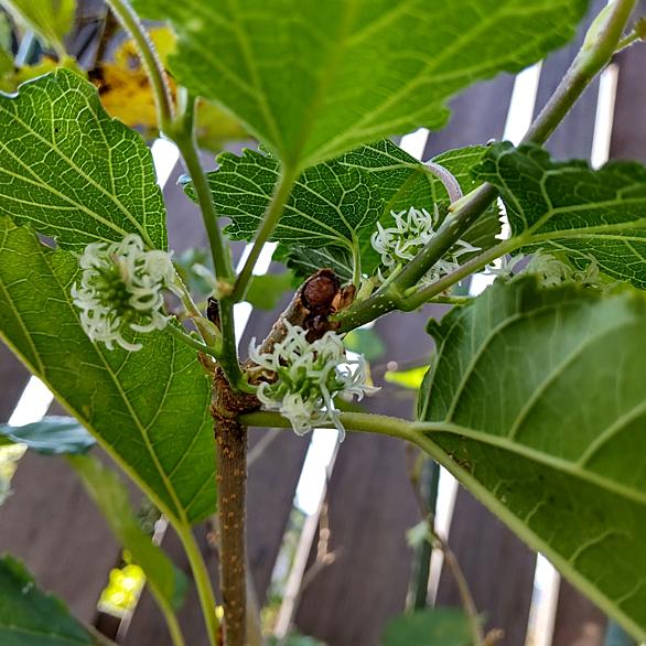 プチトマトとは 動植物の人気 最新記事を集めました はてな