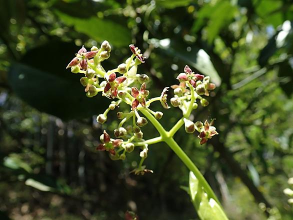 ウマノスズクサとは 動植物の人気 最新記事を集めました はてな ウマノスズクサとは 動植物の人気 最新記事を集めました はてな