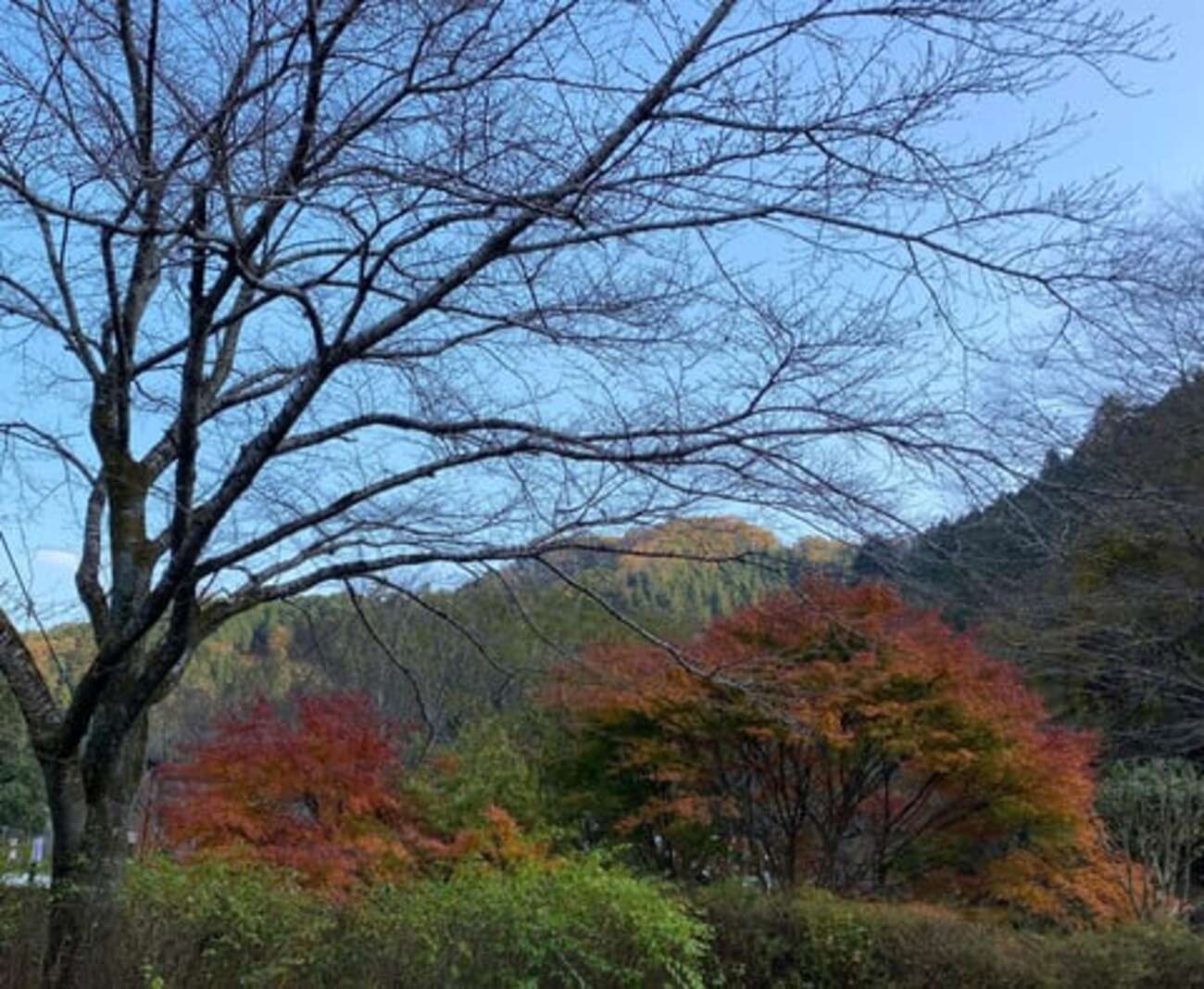 痛みと上手く付き合う・・・ - 散歩の道すがら