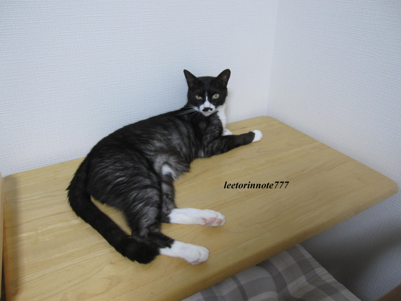 猫日記と主のつぶやき　この音は… - リートリンの覚書