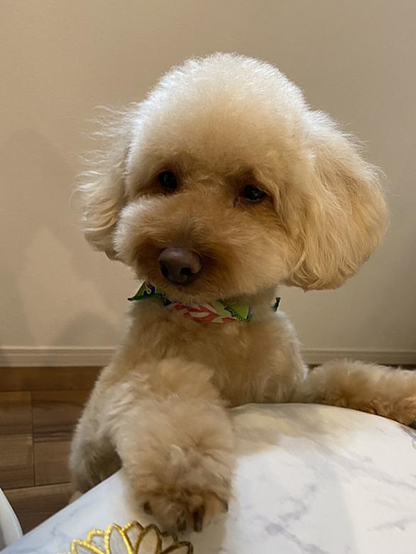愛犬家とは 動植物の人気 最新記事を集めました はてな