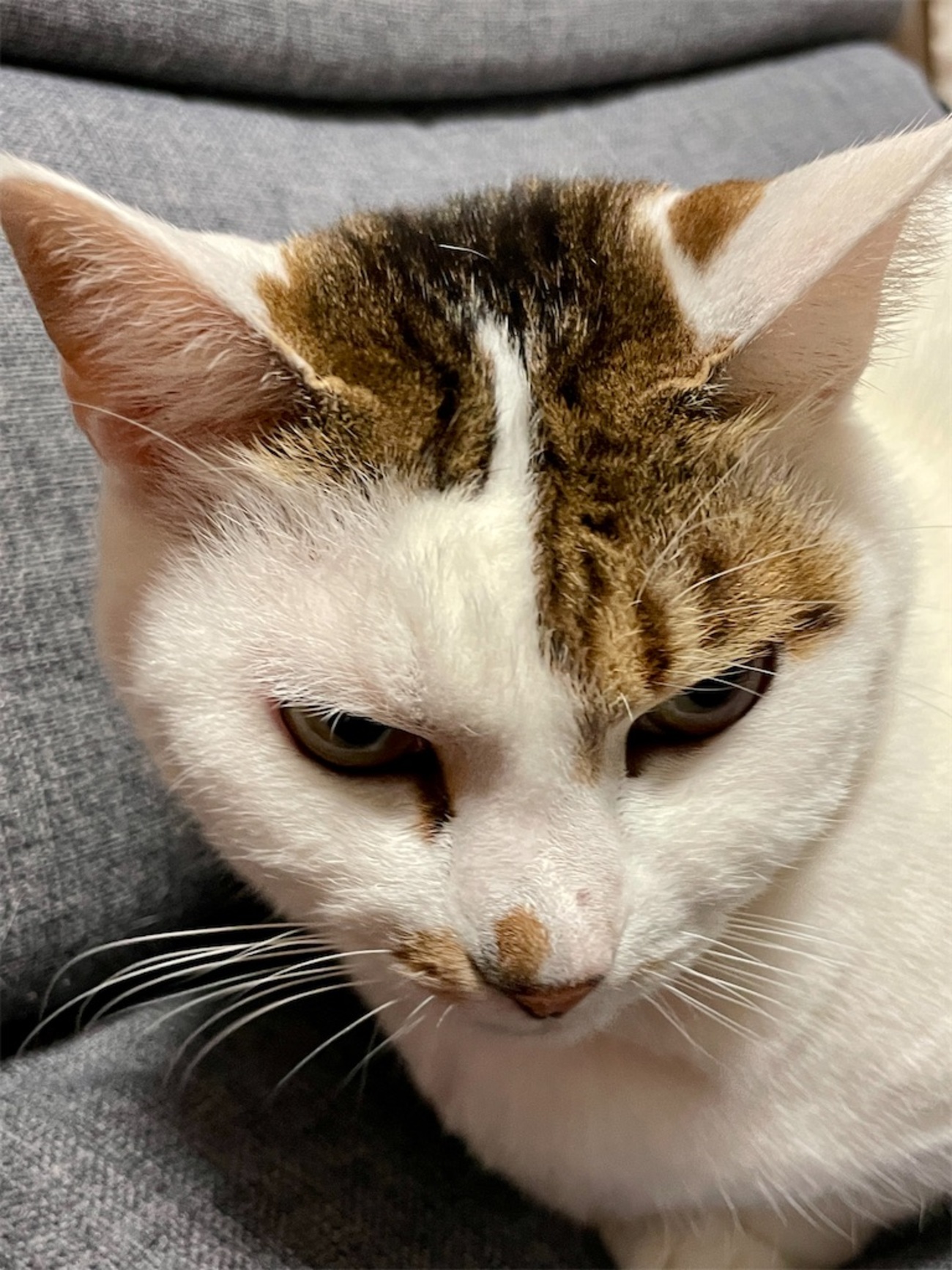 我が家の猫ギャラリー6！！ - おやじ情報