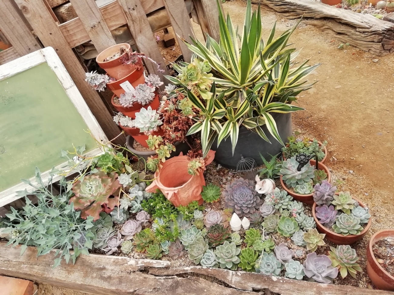 初めての多肉植物、サボテン 西条市丹原町の『佐伯園芸』さん - さ