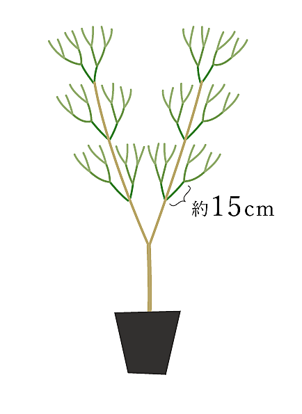 フェイジョアとは 動植物の人気 最新記事を集めました はてな フェイジョアとは 動植物の人気 最新記事を集めました はてな