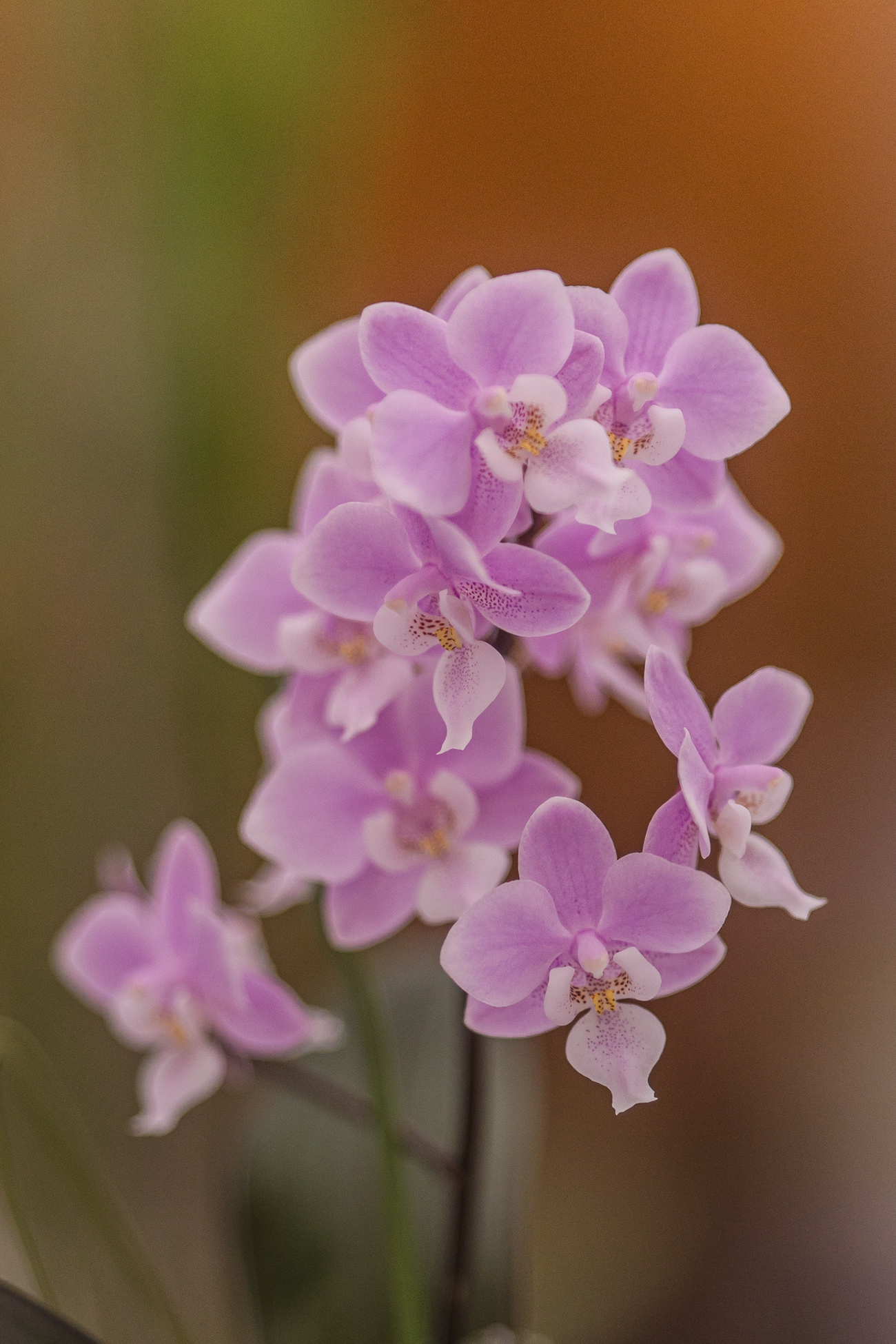 七福の薔薇 ネビア ラピーネ スーパーエレガンス  ムーンシルバー  花うらら 634802677.jpg?1556139631