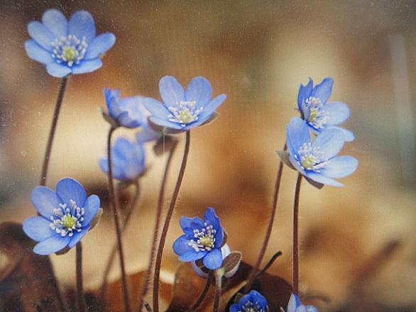 三角草とは 動植物の人気 最新記事を集めました はてな