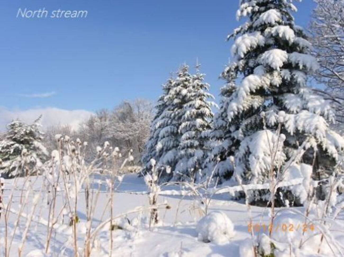 ドカ雪が 降った翌日 - グリーンフォレスト(日々の記憶)