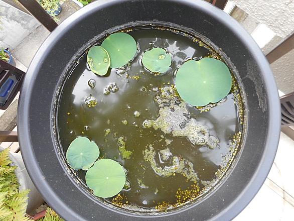 カレル チャペックとは 読書の人気 最新記事を集めました はてな カレル チャペックとは 読書の人気 最新記事を集めました はてな