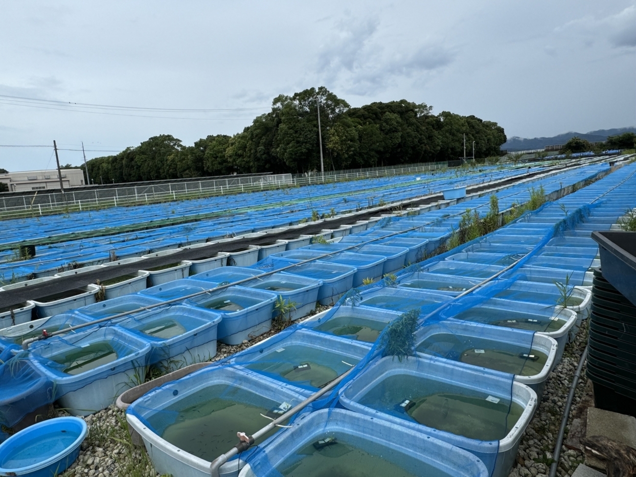 猫飯さん、清水金魚さん、メダカ直売さん訪問 - 堀切めだか
