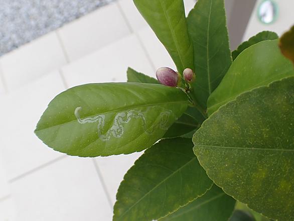エカキムシとは 動植物の人気 最新記事を集めました はてな エカキムシとは 動植物の人気 最新記事を集めました はてな
