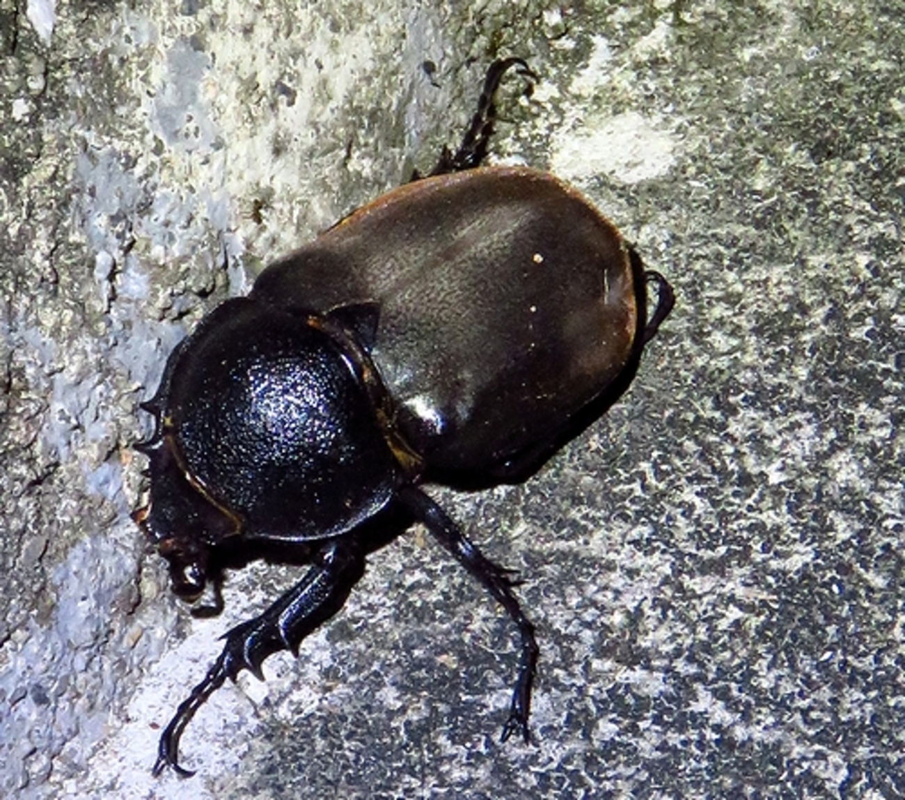 昆虫記者の原点・コーカサスオオカブト雌の凶器 - 虫撮る人々