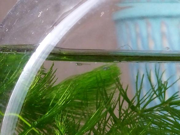 タニシとは 動植物の人気 最新記事を集めました はてな