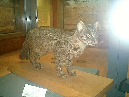 イリオモテヤマネコとは 動植物の人気 最新記事を集めました はてな