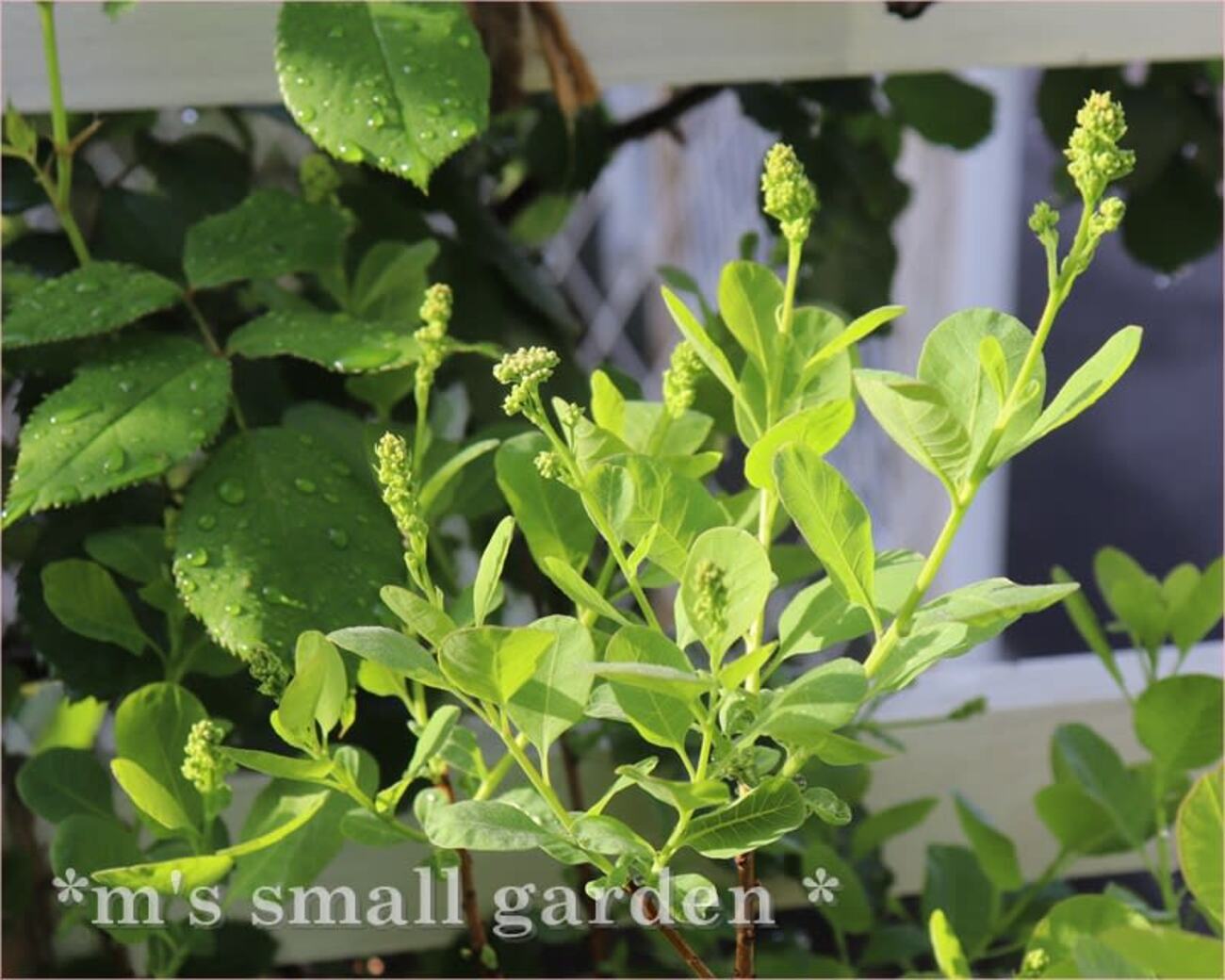 スモークツリー とリューカデンドロンの2Wayガーランド 千日紅かすみ草