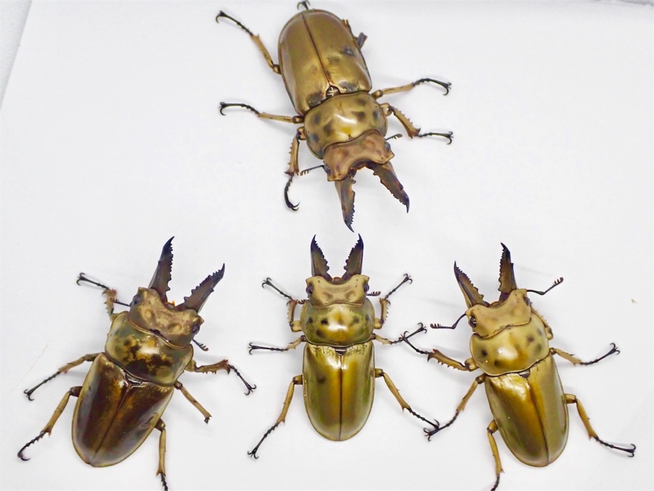 ババオウゴンオニクワガタ CBF3 飼育記録まとめ - STAG_BEETLE_JAPAN