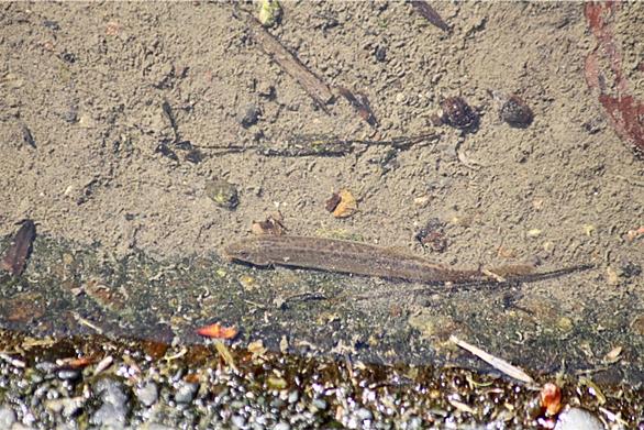 ドジョウとは 動植物の人気 最新記事を集めました はてな