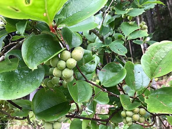 山帰来とは 動植物の人気 最新記事を集めました はてな