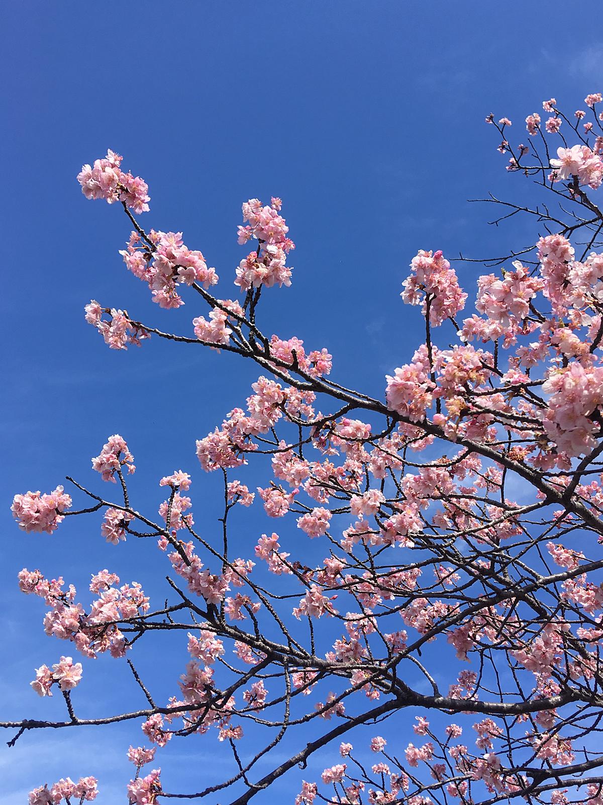 青空に桜