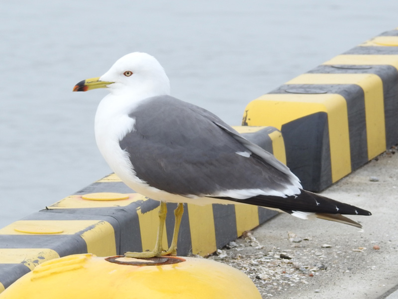 廃盤　新品　ジェリーキャット　かもめ　カモメ　鴎　鳥　トリ　とり　海　bird Jellycat Birdling Seagull ジェリーキャット カモメ とりのぬいぐるみ