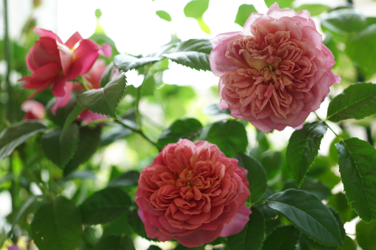 ERエマ・ブリッジウォーターが咲いた 他のバラの様子 - fuwa's blog