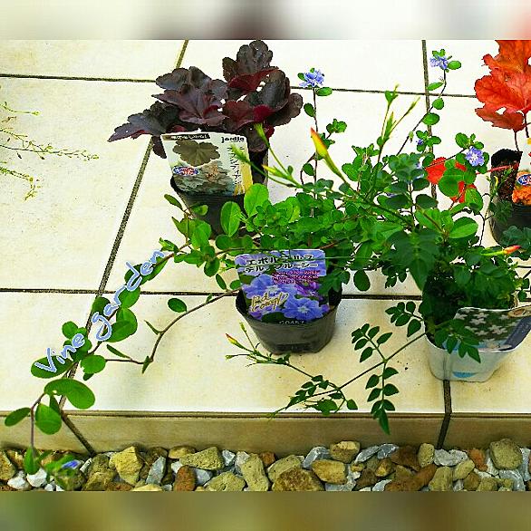 アメリカンブルーとは 動植物の人気 最新記事を集めました はてな アメリカンブルーとは 動植物の人気 最新記事を集めました はてな