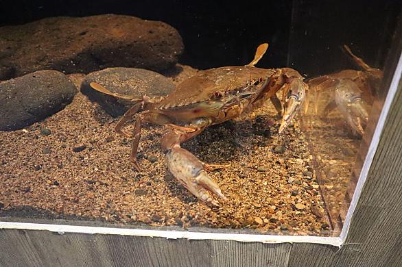 ノコギリガザミとは 動植物の人気 最新記事を集めました はてな