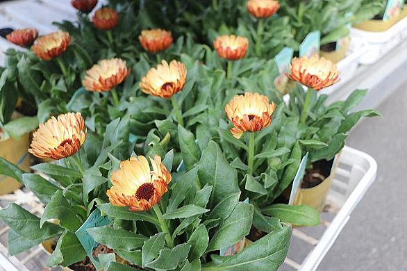 カレンジュラとは 動植物の人気 最新記事を集めました はてな カレンジュラとは 動植物の人気 最新記事を集めました はてな