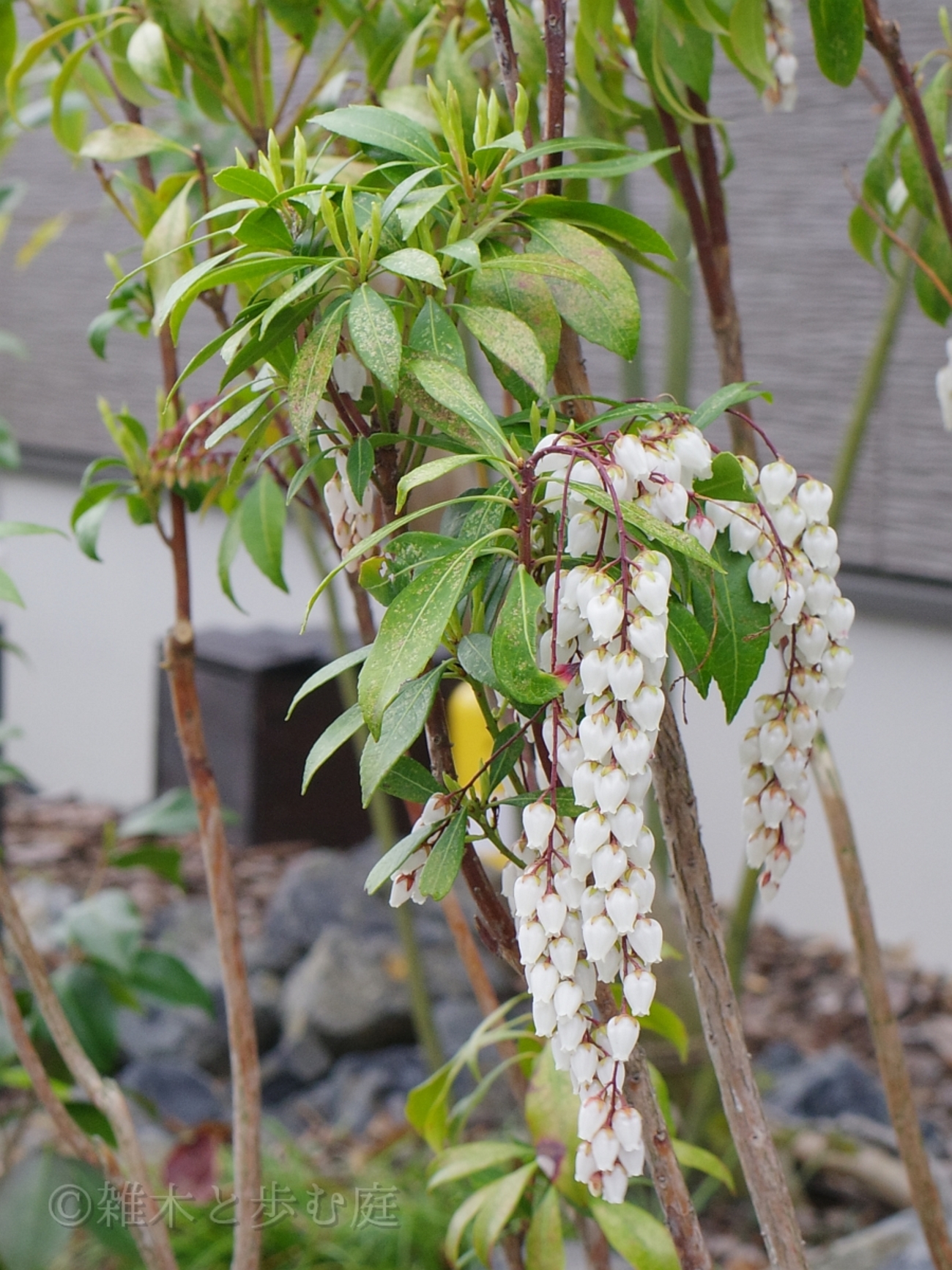 0 花・庭木病害虫大百科 | ? ガラス繊維 花木・庭木・緑化樹1(ア 