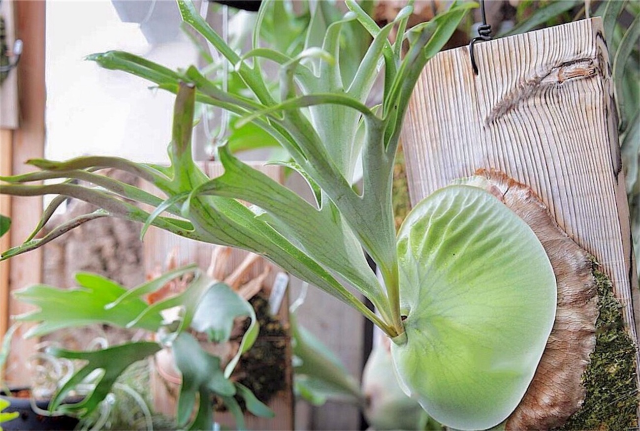 P. alcicorne var. Madagascar - bikalog