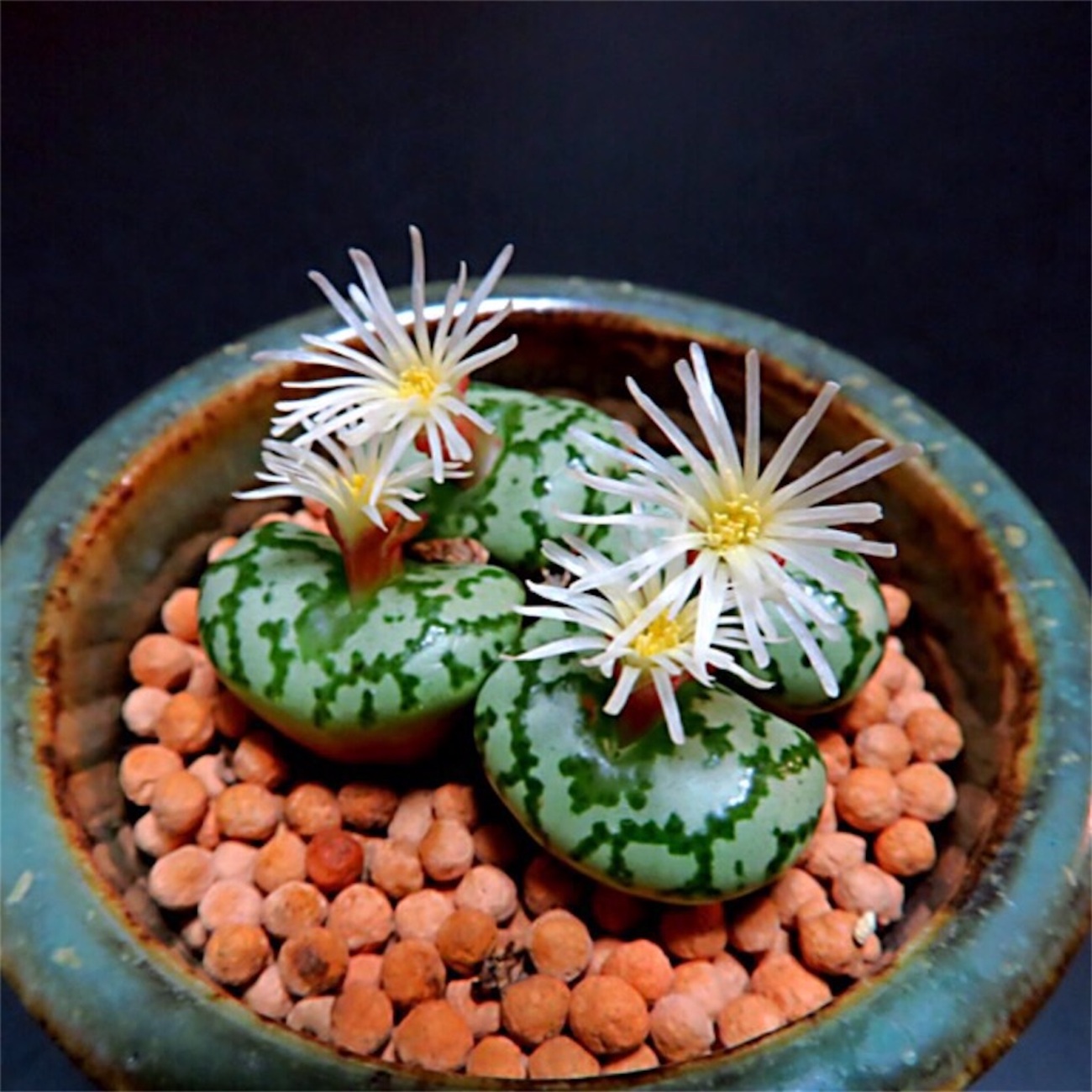 2016年】コノフィツム＆リトープスの花のまとめ【メセン編 