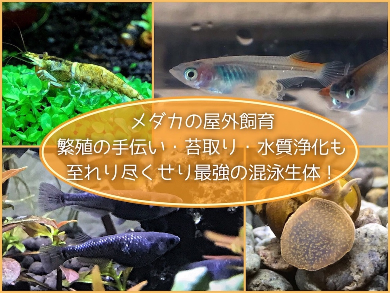 メダカ　競泳水着 M/WM カラーバリエーション残り5点 backend=imagemagick;version=1;