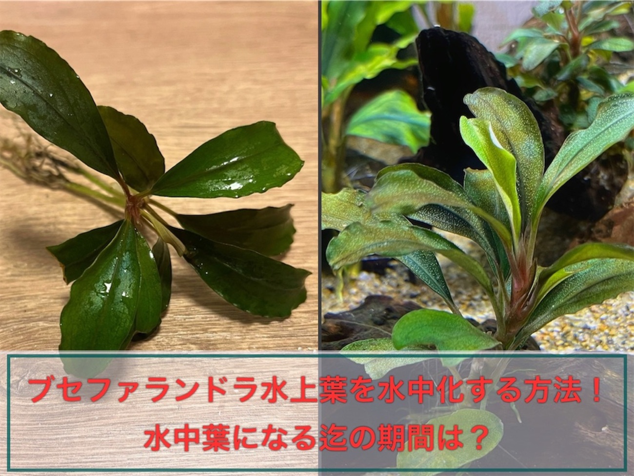 ブセファランドラ水上葉を水中化する方法、水中葉になる迄の期間は 