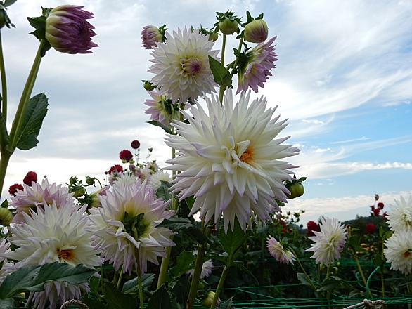 世羅高校とは 一般の人気 最新記事を集めました はてな