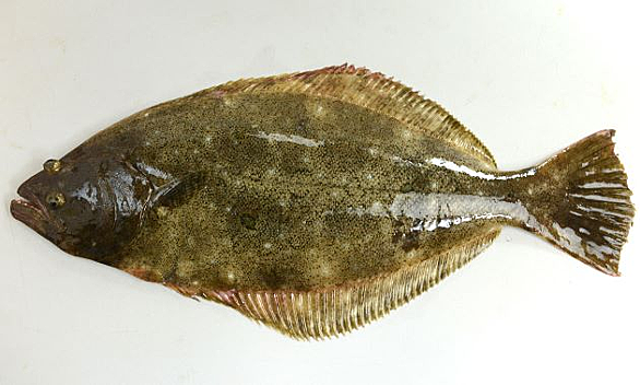 カレイとは 動植物の人気 最新記事を集めました はてな カレイとは 動植物の人気 最新記事を集めました はてな