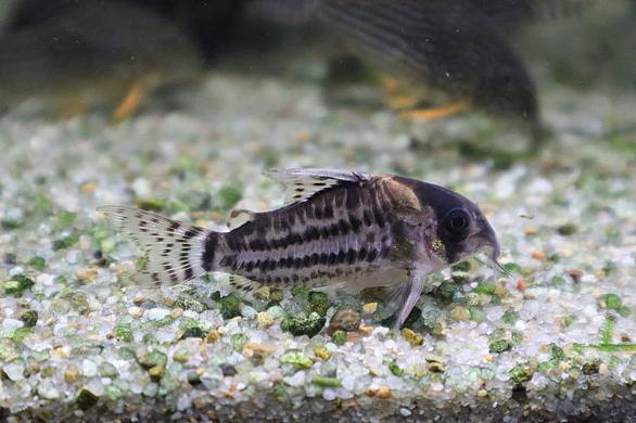 コリドラス アエネウスとは 動植物の人気 最新記事を集めました はてな