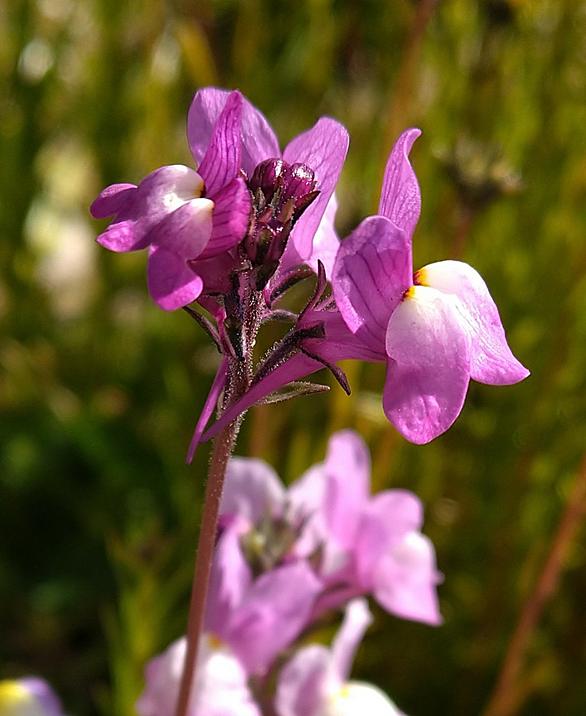 キンギョソウとは 動植物の人気 最新記事を集めました はてな