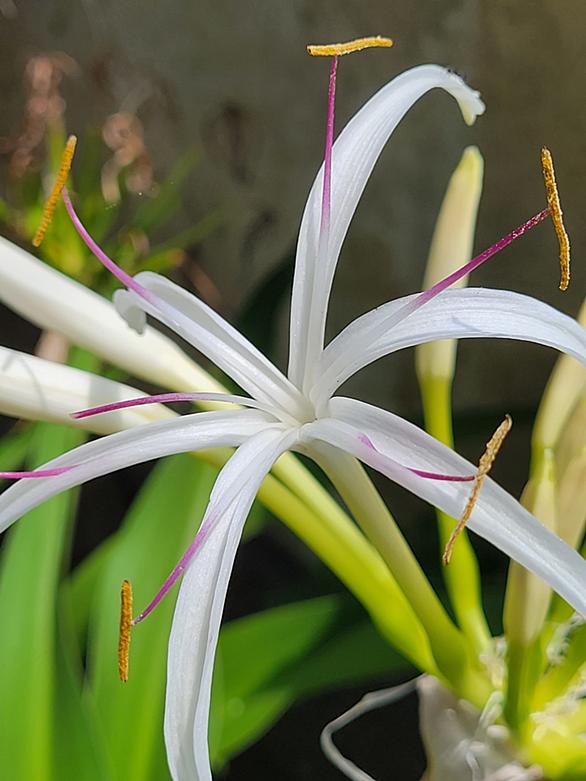 ハマユウとは 動植物の人気 最新記事を集めました はてな