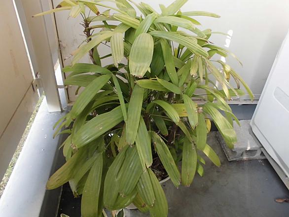 観音竹とは 動植物の人気 最新記事を集めました はてな